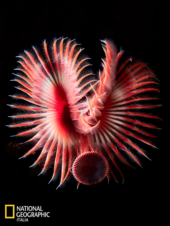 NatGeoItalia